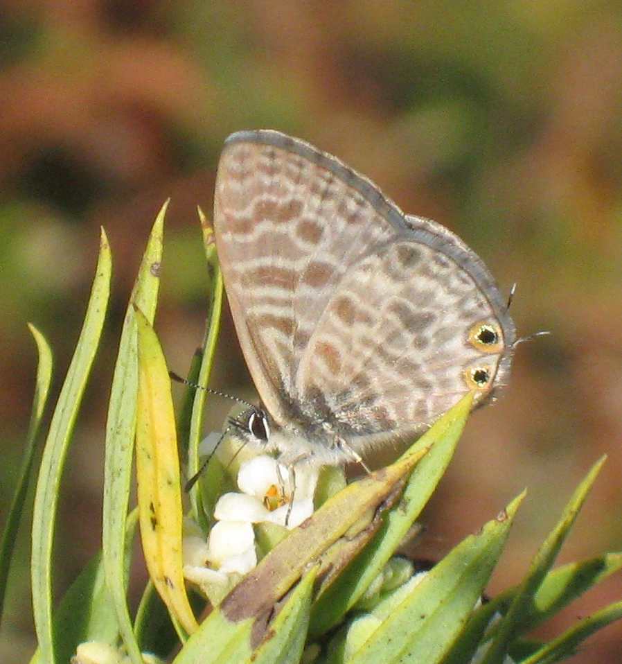 Leptotes pirithous Leptotes pirithous